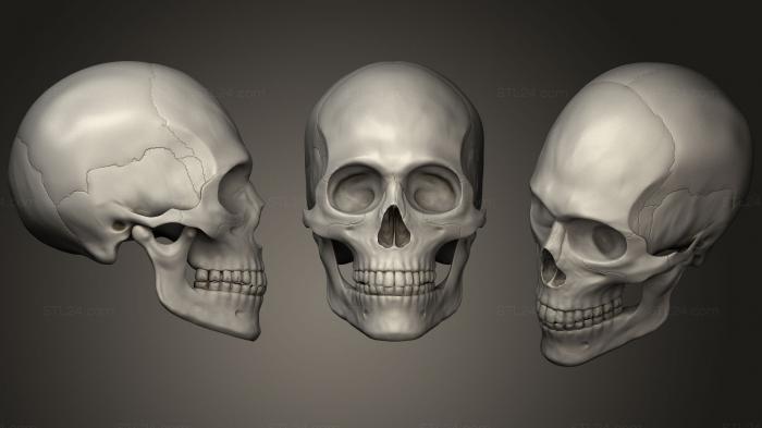 Анатомия скелеты и черепа (ЧЕРЕП 42, ANTM_1066) 3D модель для ЧПУ станка